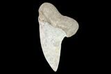 Mako Shark Tooth Fossil - Sharktooth Hill, CA #94682-1